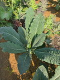 Kale