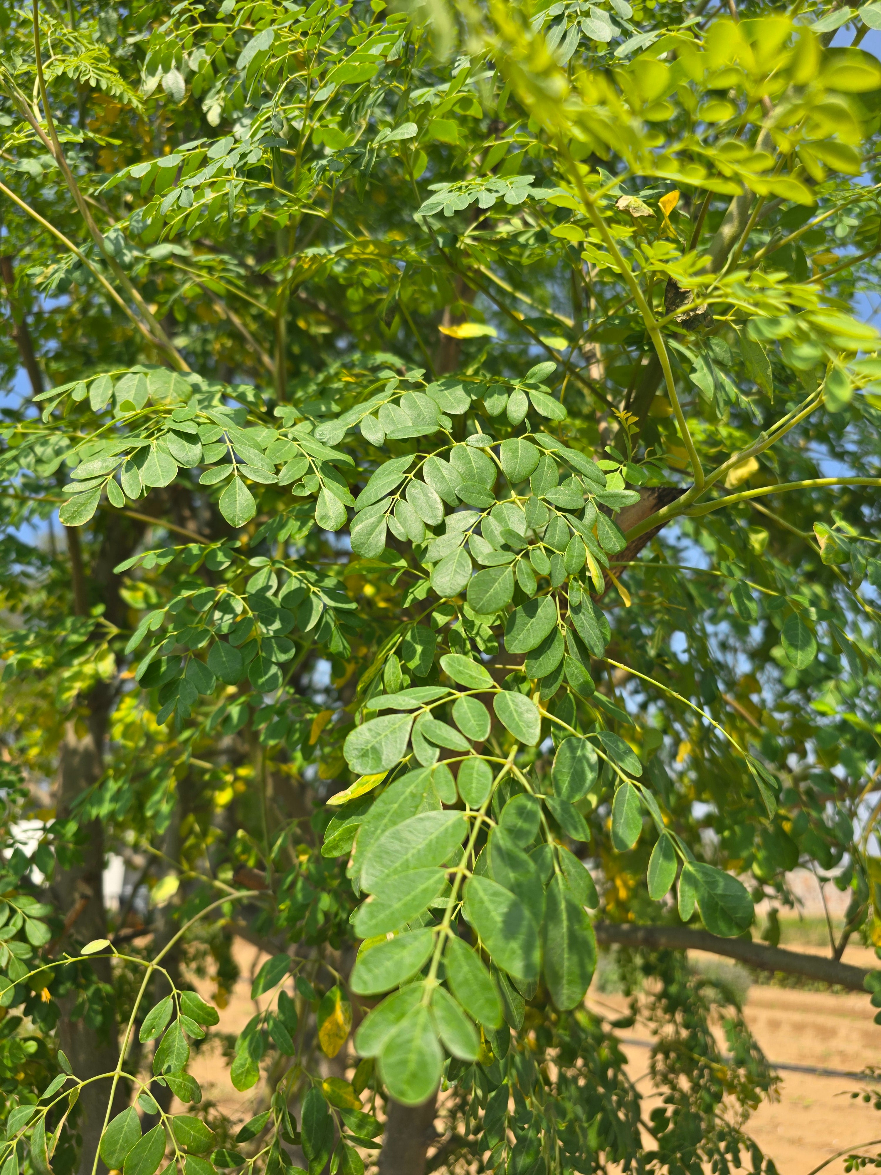 Moringa Leaves