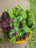Amaranth (Chaulai)
