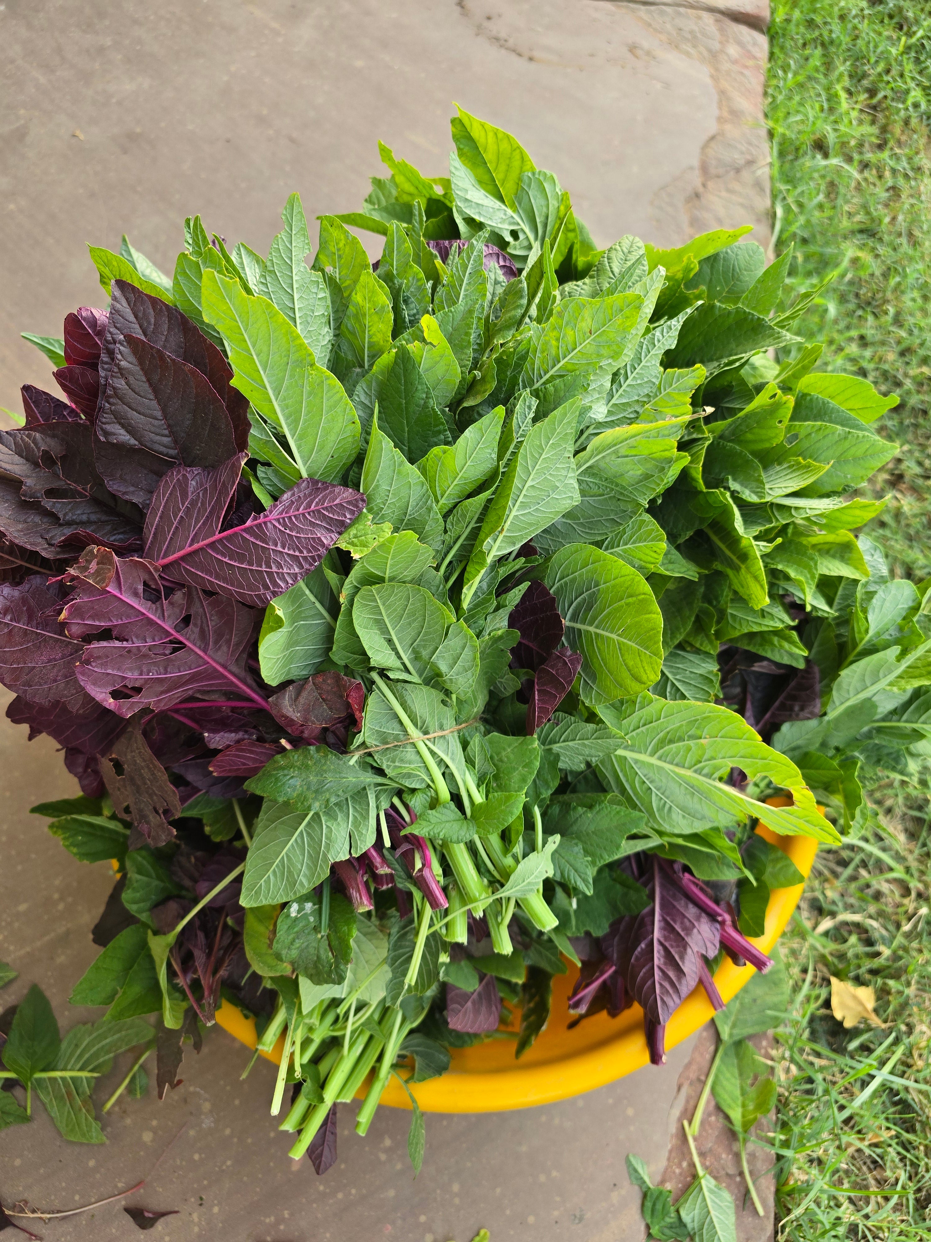 Amaranth (Chaulai)