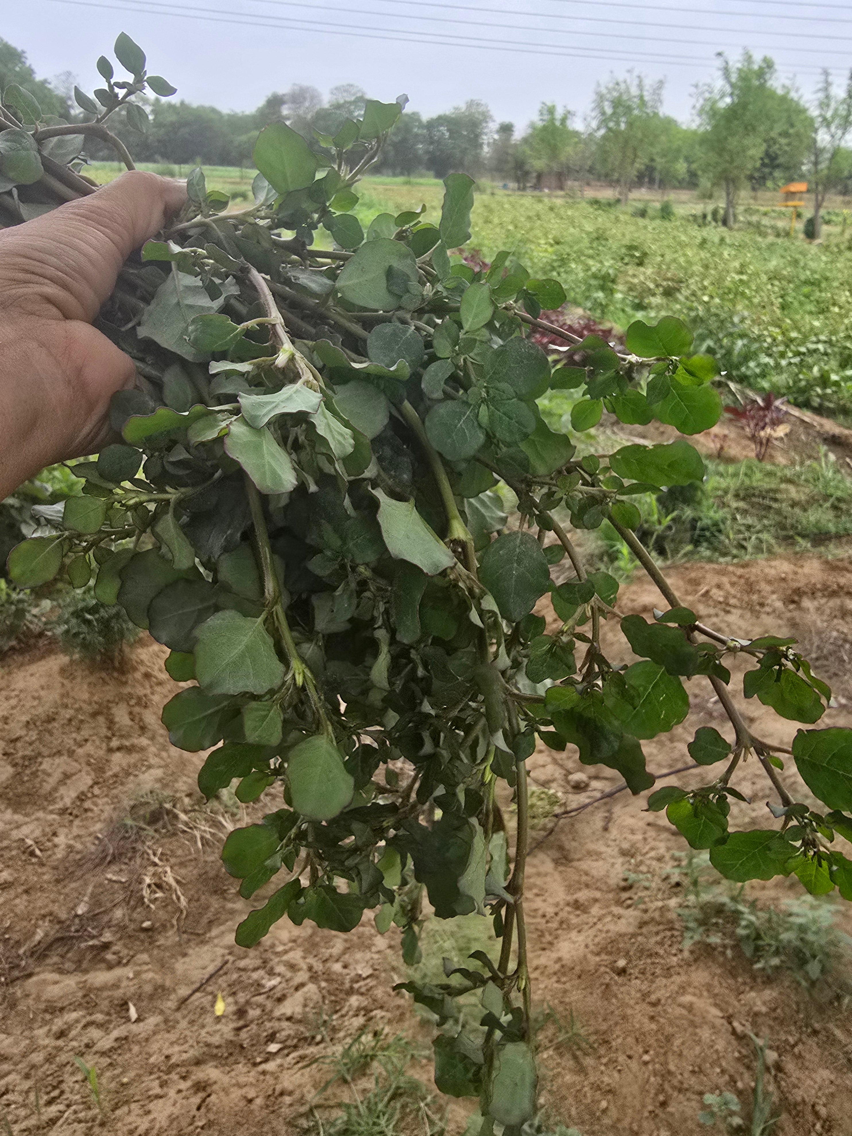 Punarnava/Sathee