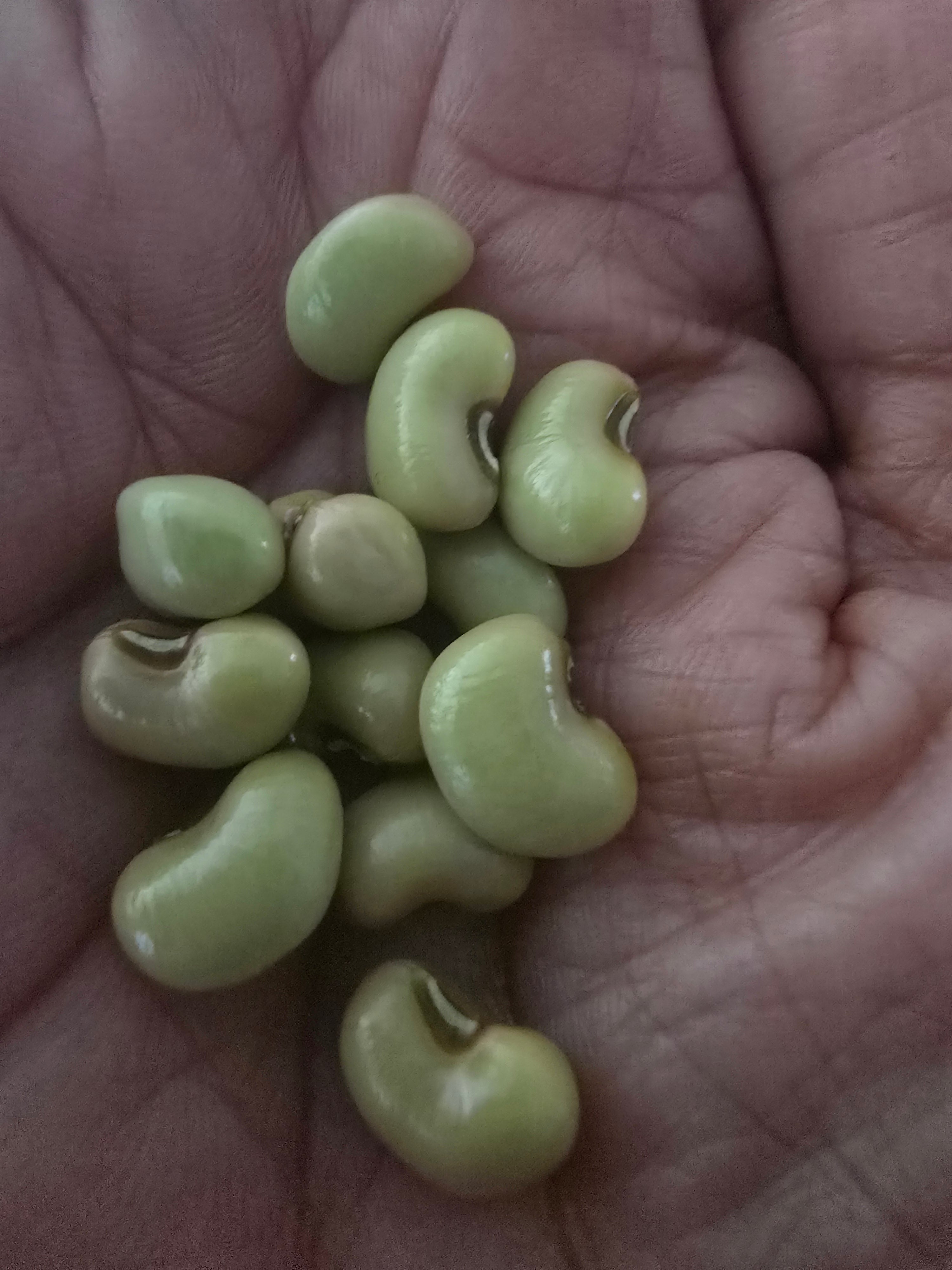 Fresh Green Lobia