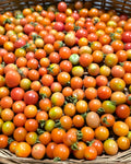 Cherry Tomato