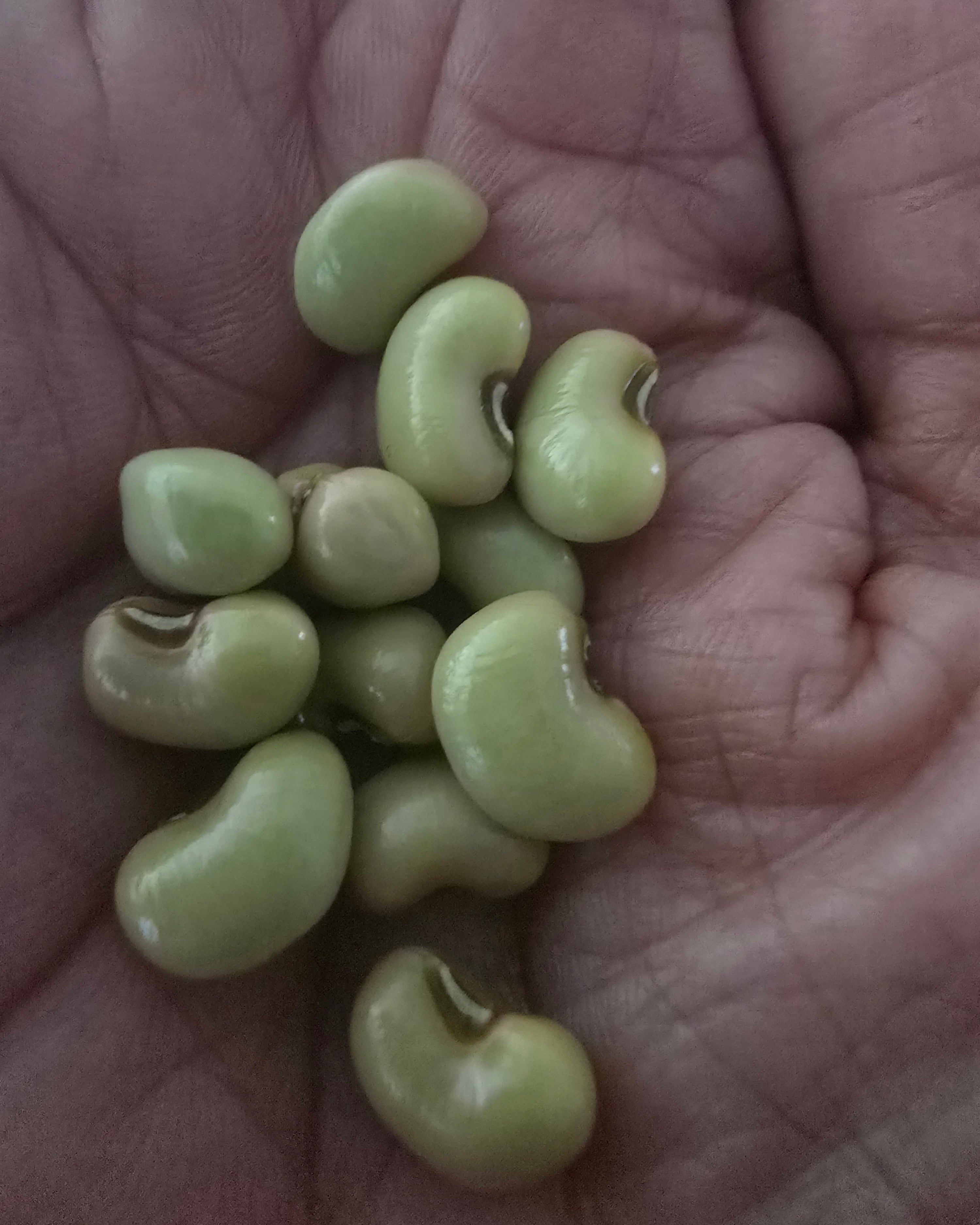 Fresh Green Lobia