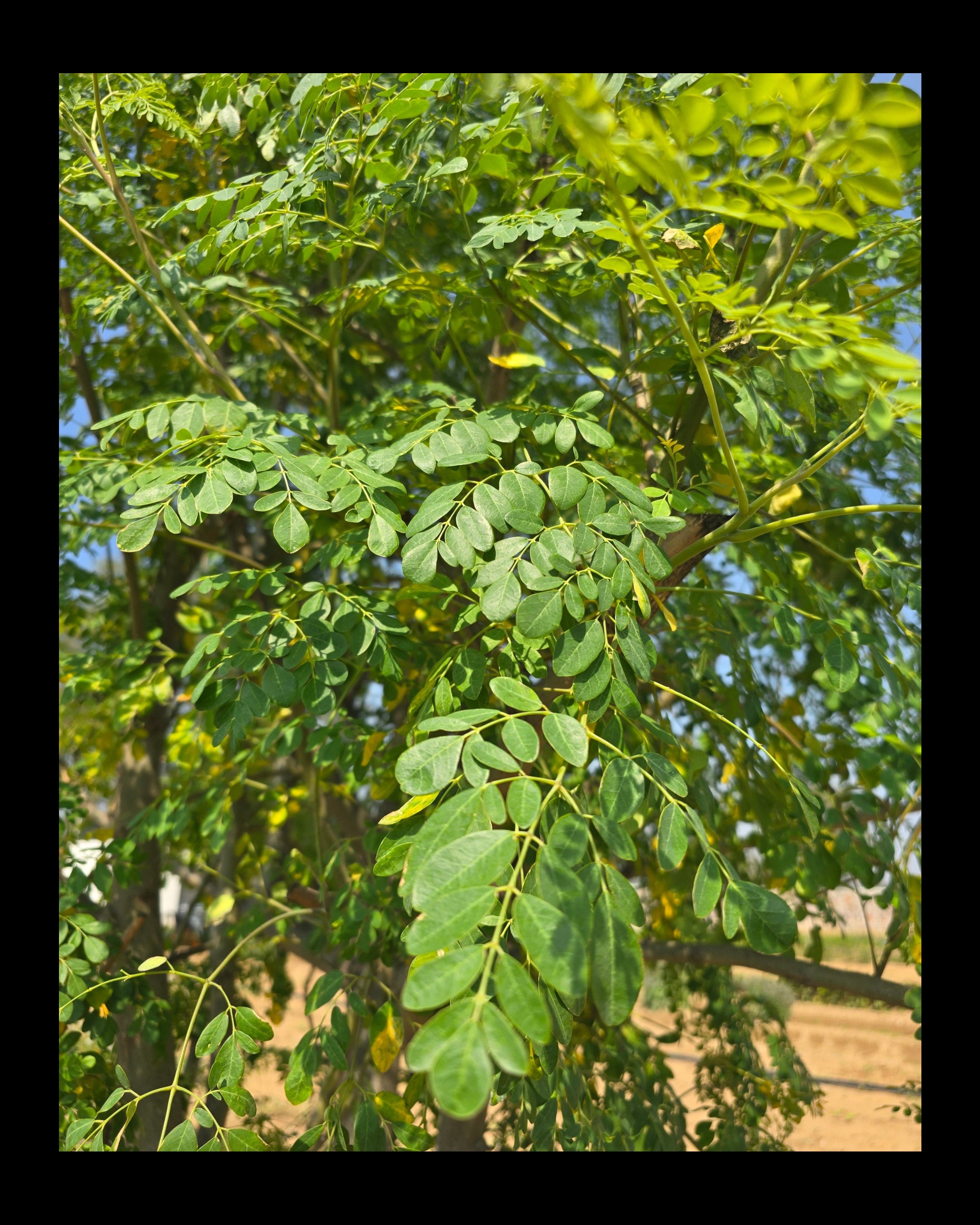 Moringa Leaves