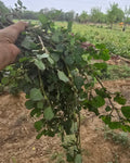 Punarnava