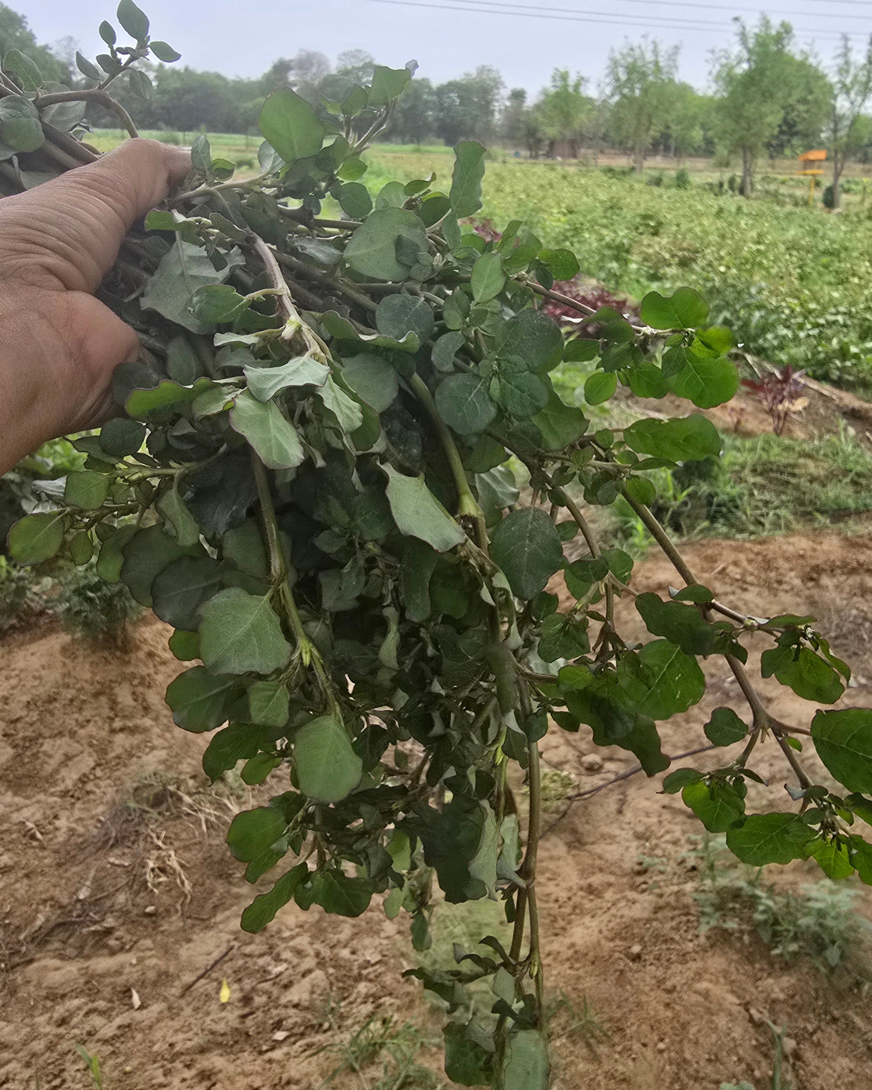 Punarnava