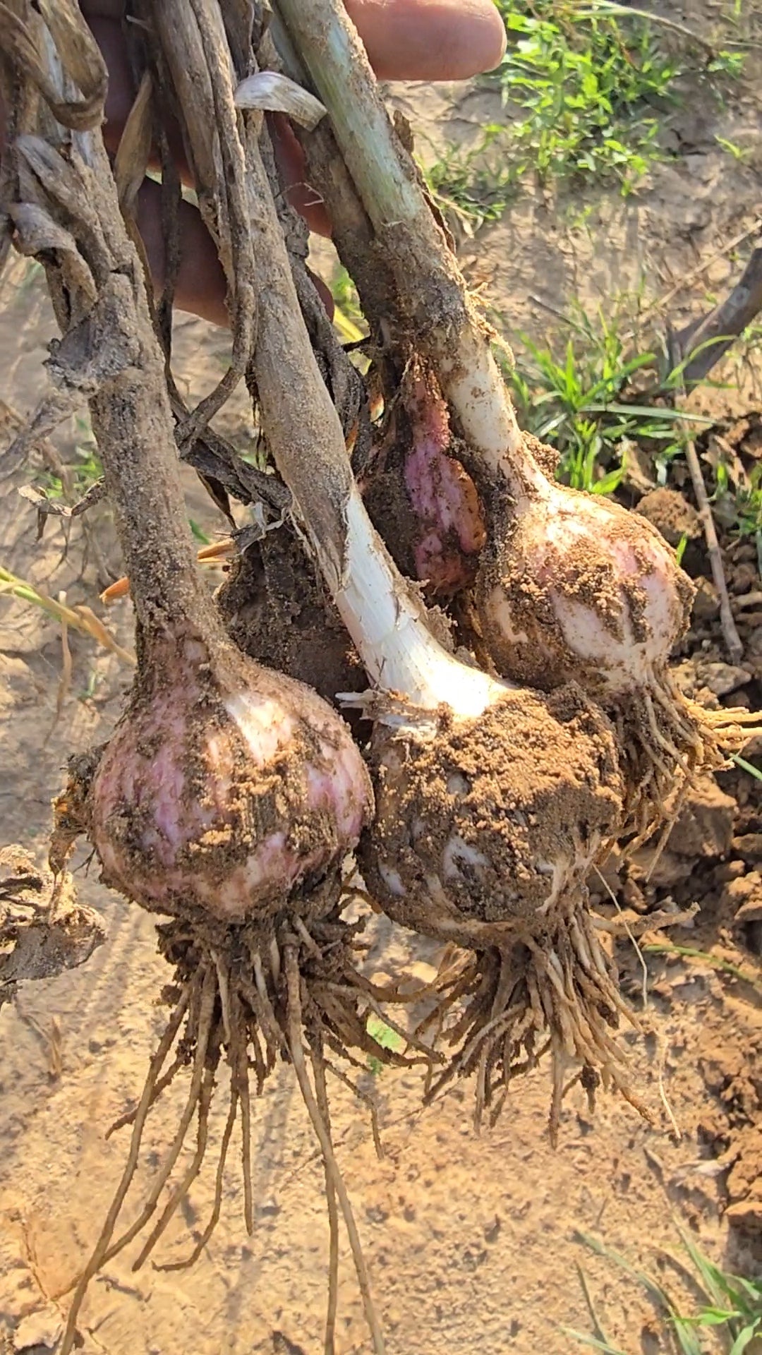 Desi Garlic