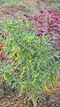 Green Chillies