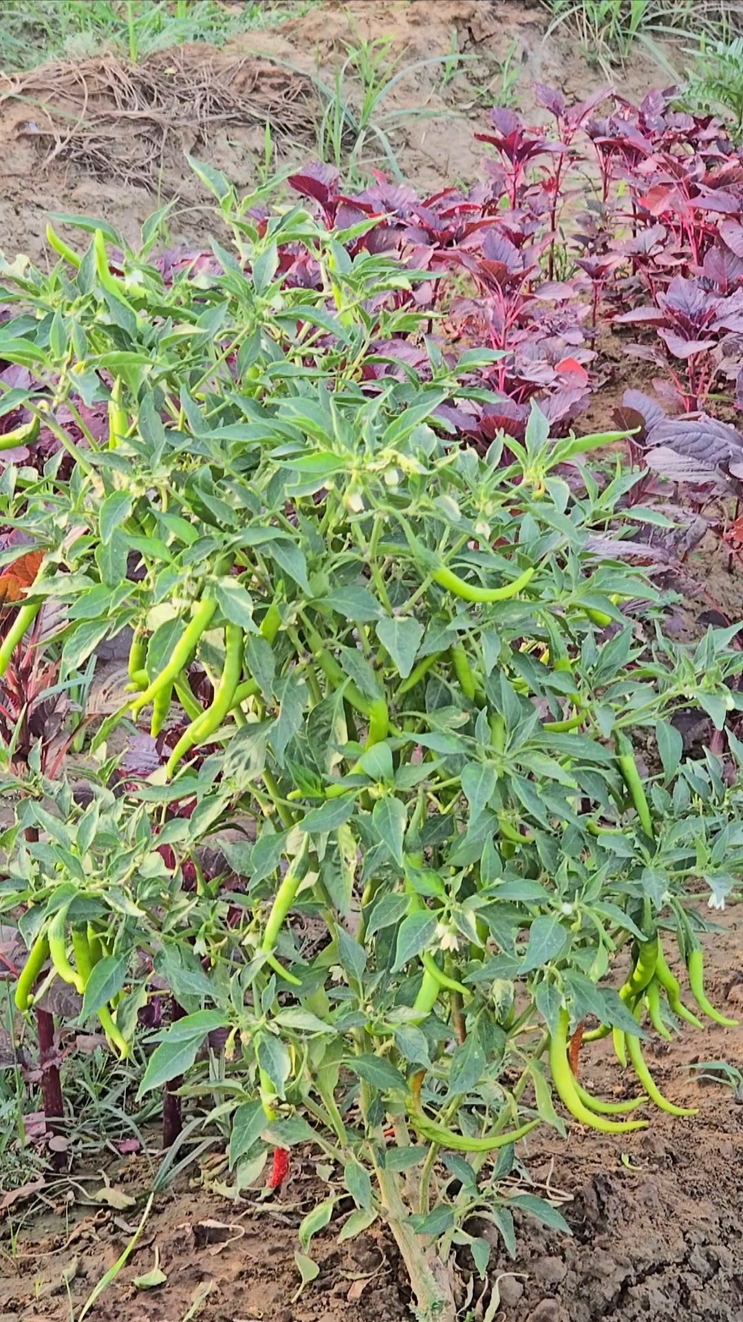 Green Chillies