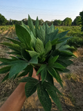 Red Gongura