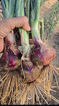 Onion