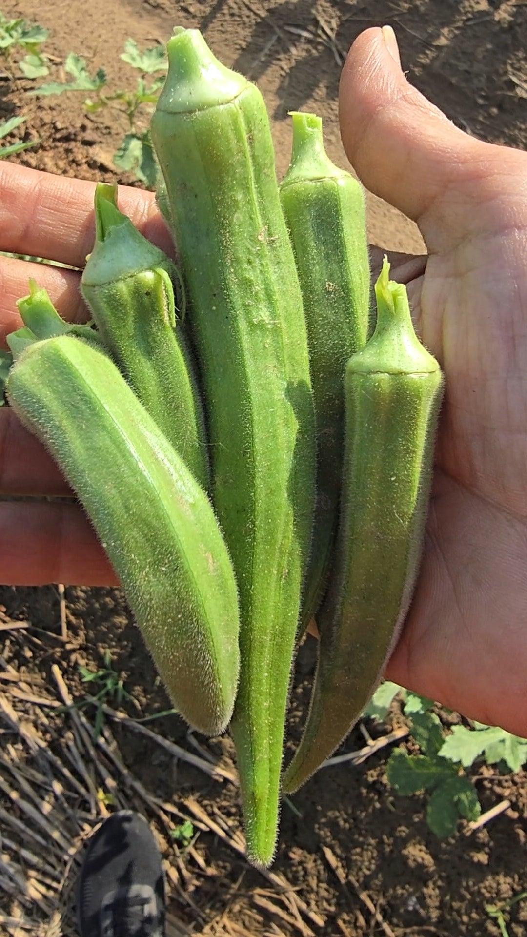 Bhindi